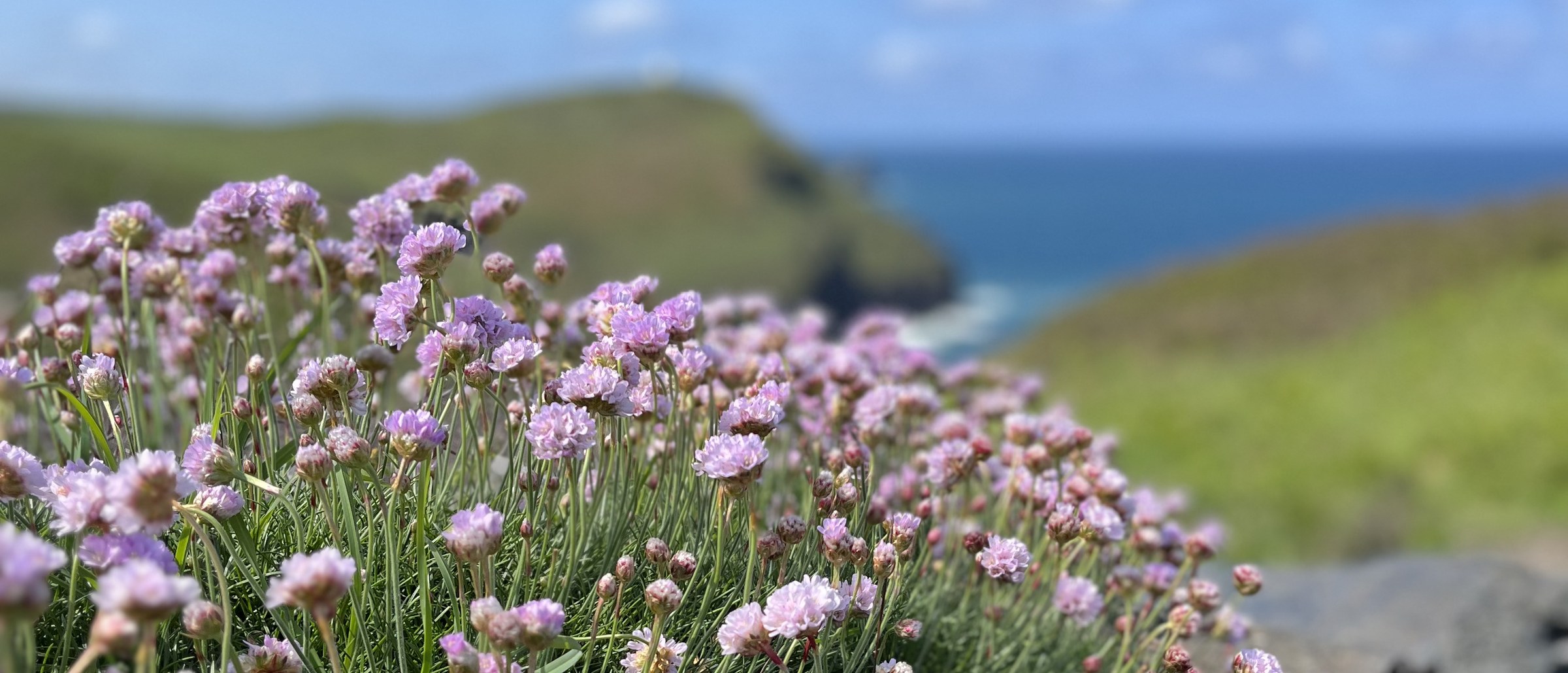 Sea thrift flowering on a Cornish clifftop above the sea